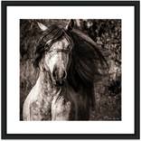 Collection Horses Emotion