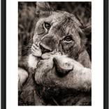 Collection animal's faces