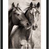 Collection Horses Emotion