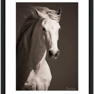 Collection Horses Emotion