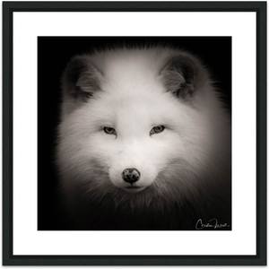 Collection animal's faces