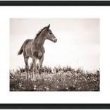 Collection Wildlife  - Special series - very affordable