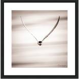 Collection Wildlife  - Special series - very affordable