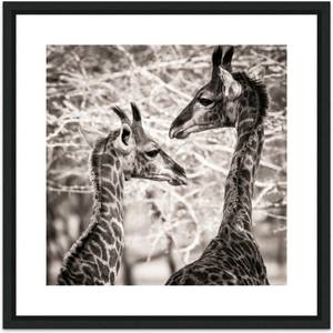 Collection Wildlife  - Special series - very affordable