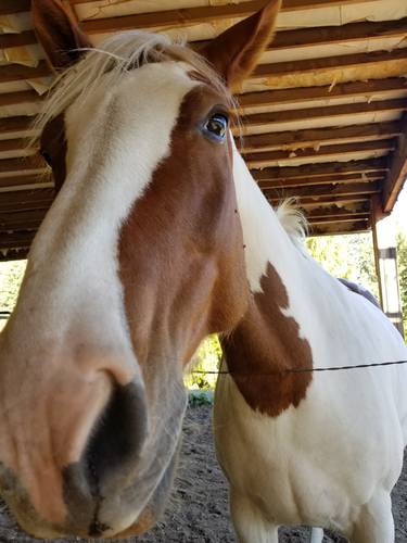 Print of Realism Horse Photography by Debbi Saccomanno Chan