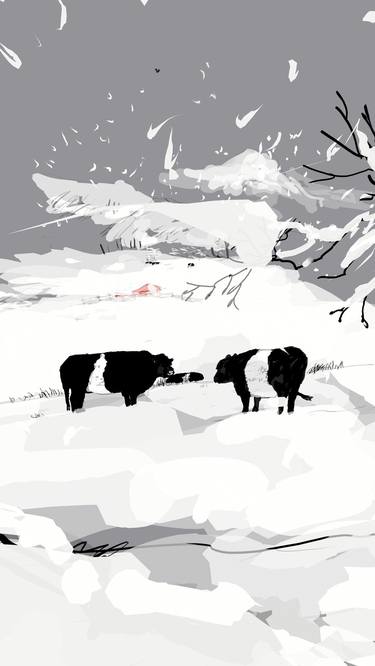 Galloway cows in Snow thumb
