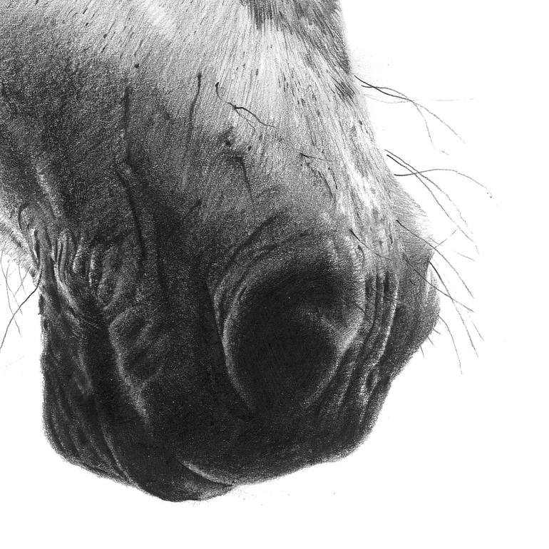 Original Realism Horse Drawing by Paul Vosloo