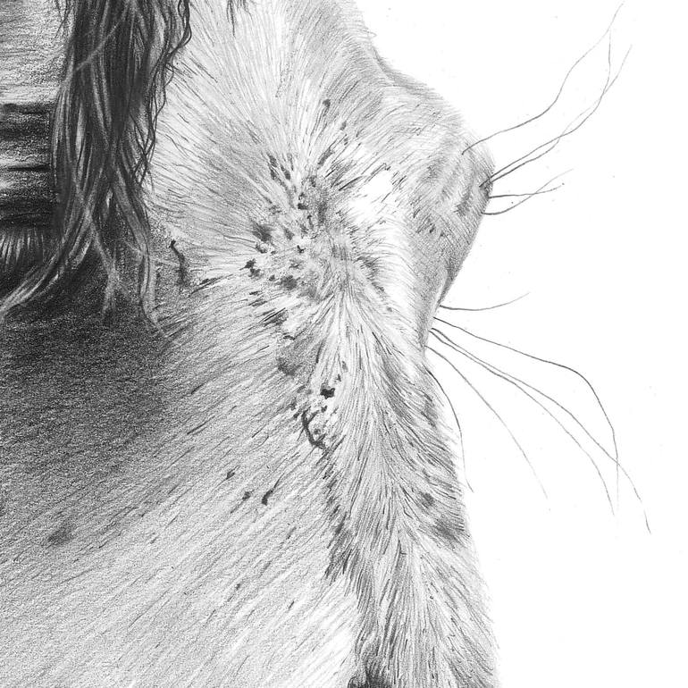 Original Realism Horse Drawing by Paul Vosloo