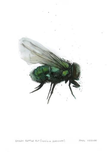 Green Bottle Fly - Lucilia sericata thumb