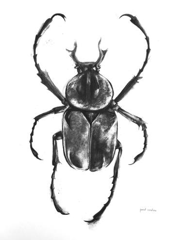 Scarab Beetle I - Coleoptera thumb