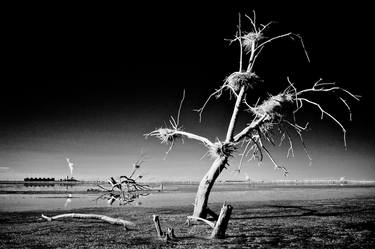 Dead Tree, Nests & Thermal Plants - Infrared Exposure - Salton Sea, CA - Limited Edition 3 of 20 thumb