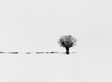 Lonely Tree thumb
