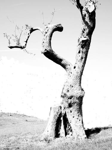Original Tree Photography by Claude Forthomme