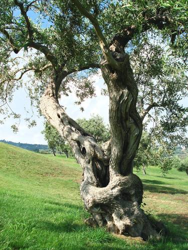 Original Tree Photography by Claude Forthomme
