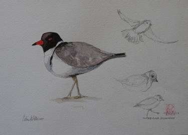 Hooded Plover study. thumb
