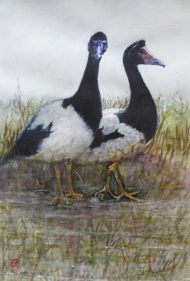 A Pair of Magpie Geese thumb