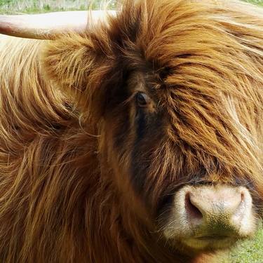 Photo #1 - Highland Coo thumb