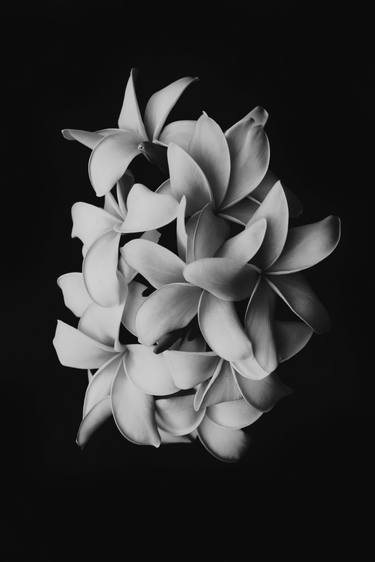 Original Floral Photography by Dan Cristian Lavric