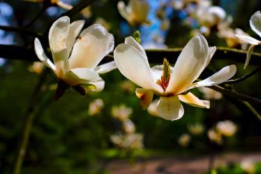 Magnolia thumb