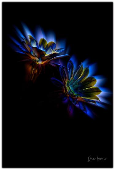 Original Floral Photography by Dan Cristian Lavric