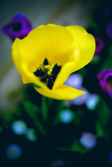 Original Conceptual Floral Photography by Dan Cristian Lavric
