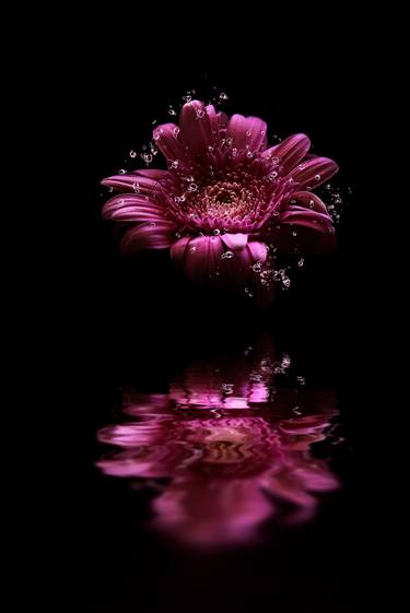 Original Conceptual Floral Photography by Dan Cristian Lavric