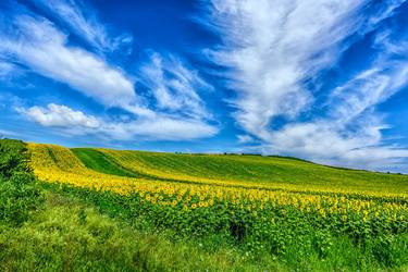 The Sunflower Field thumb