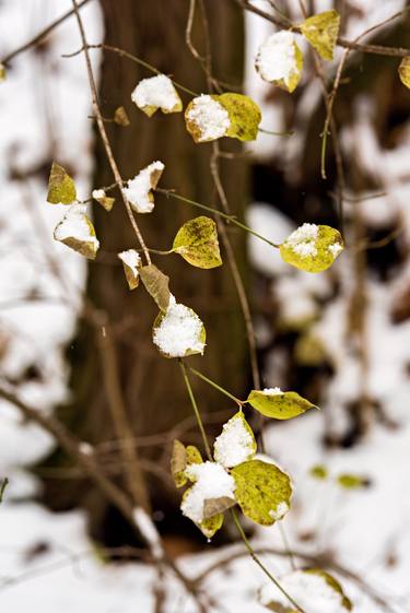 Winter Leaves thumb