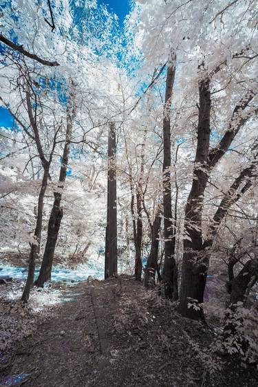 White Trees thumb