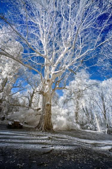 Original Conceptual Nature Photography by Dan Cristian Lavric