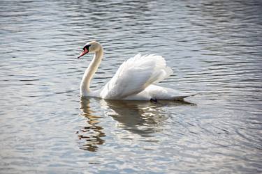 The White Swan thumb
