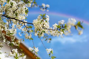 Blooming Rainbow thumb