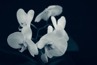White Orchidea thumb