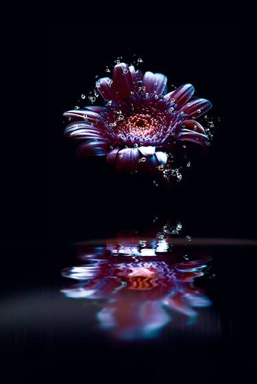 Original Conceptual Floral Photography by Dan Cristian Lavric