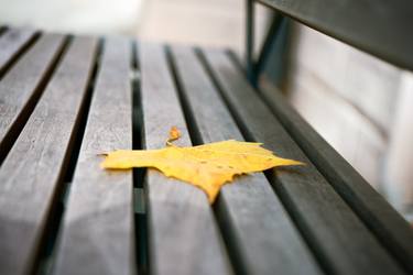 Original Conceptual Still Life Photography by Dan Cristian Lavric
