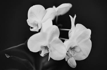 Original Conceptual Floral Photography by Dan Cristian Lavric