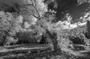 Original Conceptual Nature Photography by Dan Cristian Lavric