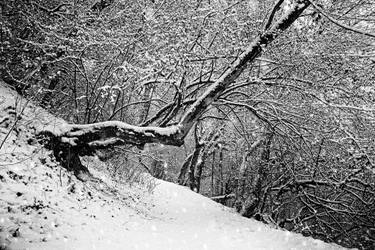 Original Conceptual Nature Photography by Dan Cristian Lavric