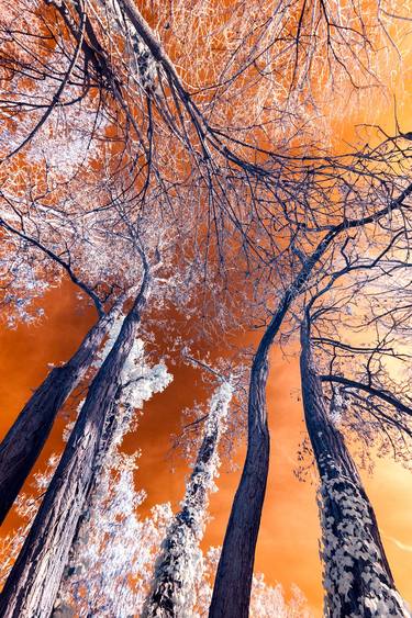 Original Conceptual Nature Photography by Dan Cristian Lavric