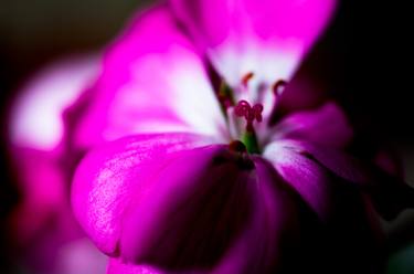 Original Fine Art Floral Photography by Dan Cristian Lavric