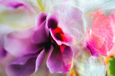 Original Conceptual Floral Photography by Dan Cristian Lavric