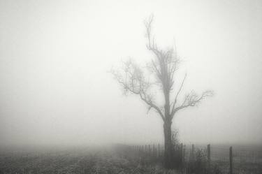 Original Conceptual Tree Photography by Dan Cristian Lavric