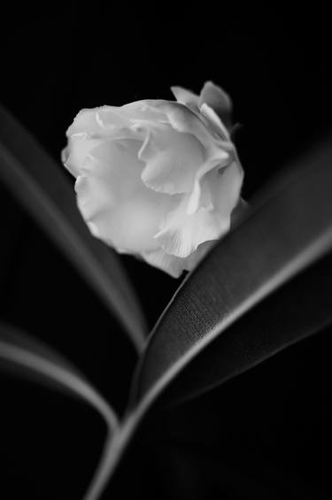 White Oleander thumb