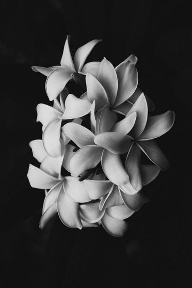 Gentle White Petals - Limited Edition 1 of 5 thumb