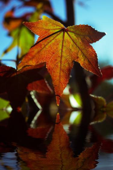 Original Conceptual Botanic Photography by Dan Cristian Lavric