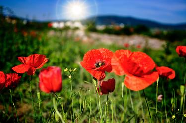 Original Botanic Photography by Dan Cristian Lavric