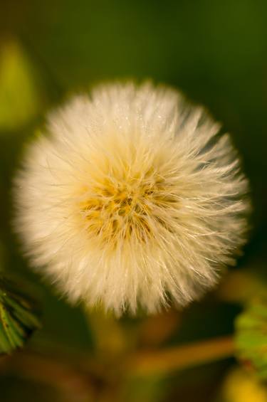 Dandelion In Golden Light - Limited Edition 1 of 5 thumb