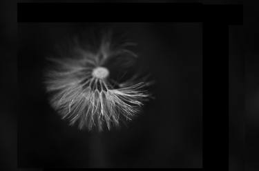 The Dandelion Fragility - Limited Edition 1 of 5 thumb