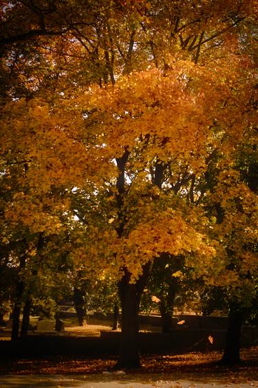 Rusty Colors of The Autumn - Limited Edition of 5 thumb