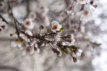 Print of Photorealism Seasons Photography by Dan Cristian Lavric